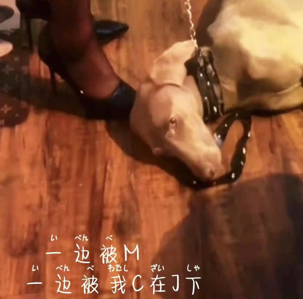 西檬之家字母圈入圈新手必备指南 一